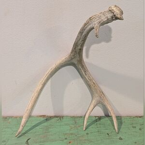 Vintage Natural Shed 4 Point Deer Antler - Cabin Decor - Decorative - Oddity
